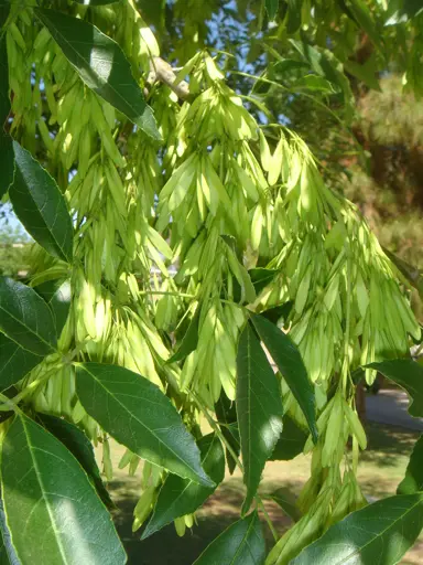 fraxinus-velutina-1