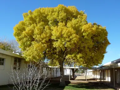 fraxinus-velutina-4