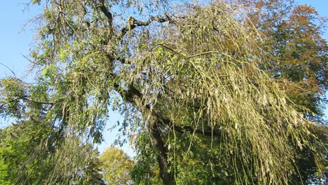 fraxinus-excelsior-aurea-pendula-