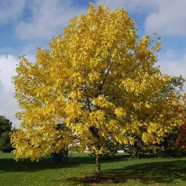 fraxinus-pennsylvanica-2