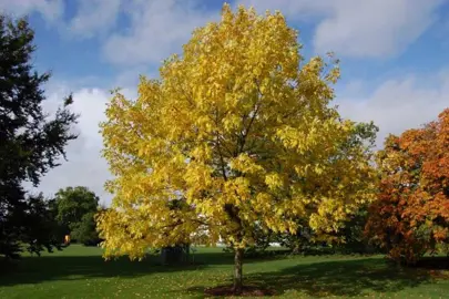 fraxinus-annesbrook-