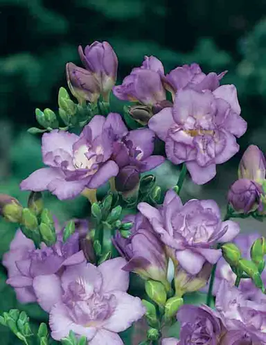 freesia-amadeus-1