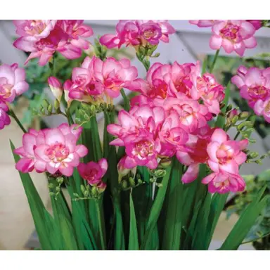 freesia-bloemfontein-2