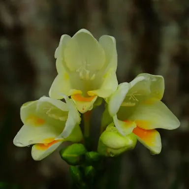 freesia-burtonii-6