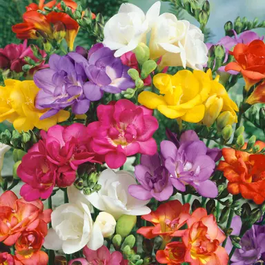 freesia-mixed-pack-of-doubles-1