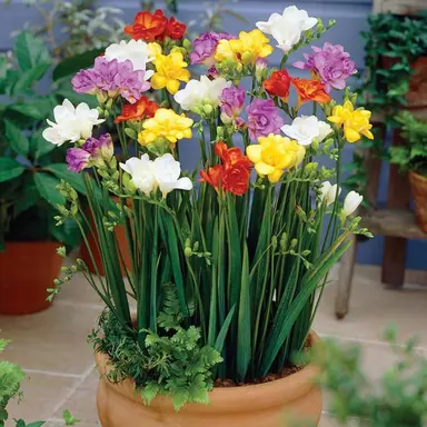 freesia-mixed-pack-of-doubles-2