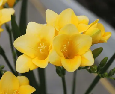 freesia-fragrant-sunburst-1