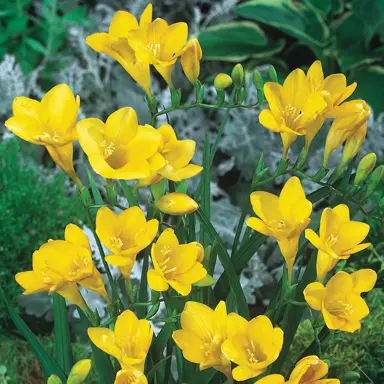 freesia-golden-melody-