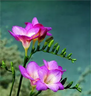 freesia-margaret-