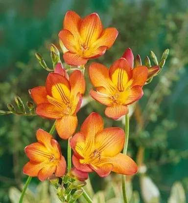 freesia-oberon-