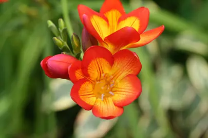 freesia-oberon-1