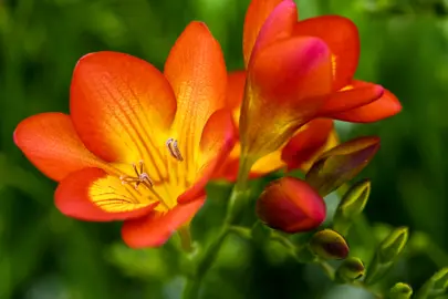 freesia-oberon-2