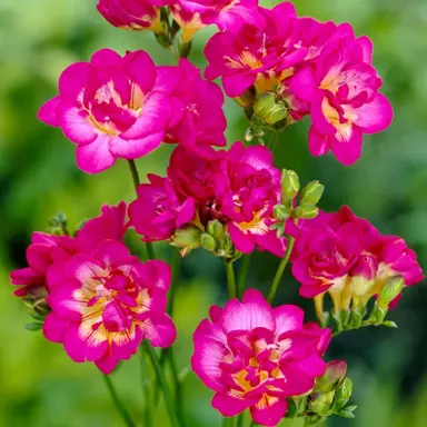 freesia-purple-rain-5