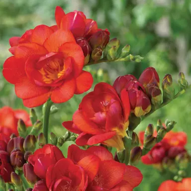 freesia-red-diamond-