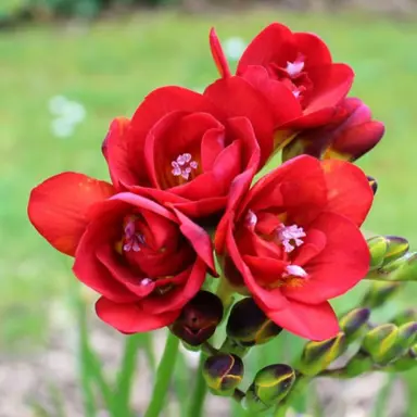 freesia-red-diamond-2