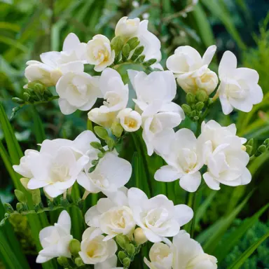 freesia-vienna-1