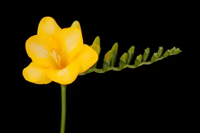 freesia-yvonne-1