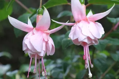 fuchsia-aachener-klenkes-