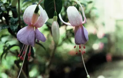 fuchsia-babette-