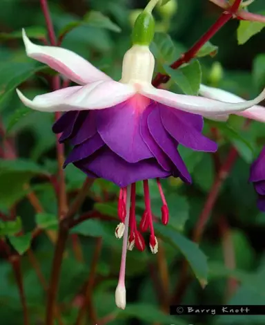 fuchsia-bealings-