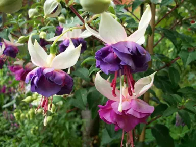 fuchsia-bealings-1