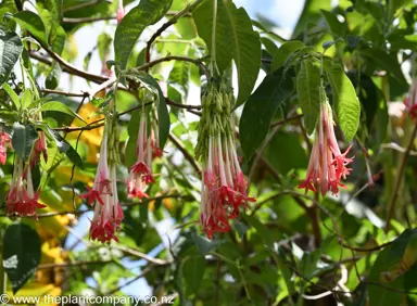 Fuchsia boliviana flowers hanging on a shrub.