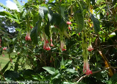 Fuchsia boliviana pink flowers held in a pendulous manner.