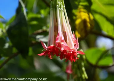 Fuchsia boliviana pink flowers as a cluster.