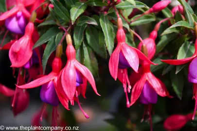 fuchsia-breeders-delight--1