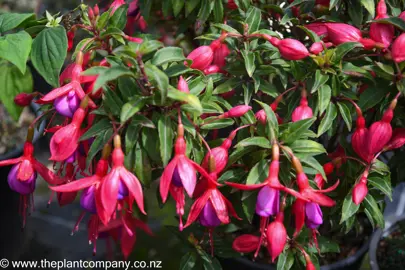 fuchsia-breeders-delight--2