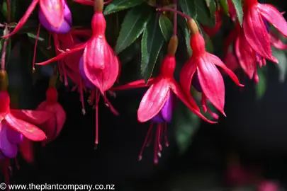 fuchsia-breeders-delight--3