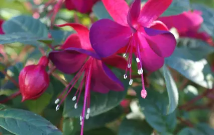 fuchsia-breevis-cleone-