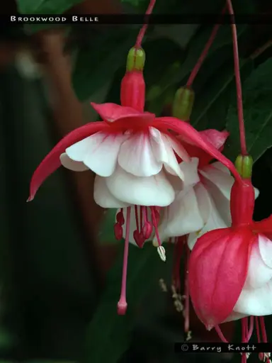 fuchsia-brookwood-belle-