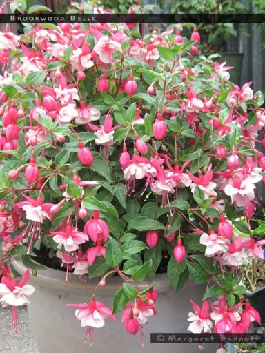 fuchsia-brookwood-belle-1