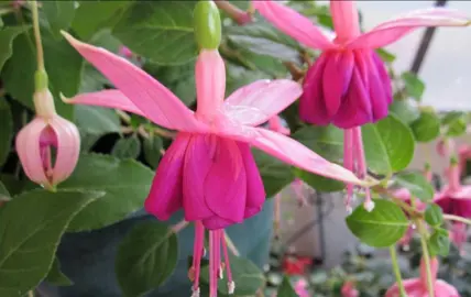 fuchsia-chantal-lavrijsen-