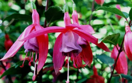 fuchsia-coquet-bell-