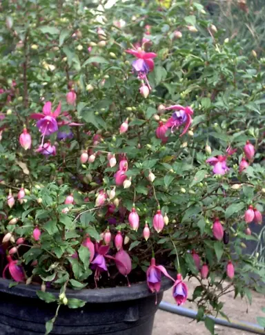 fuchsia-coquet-bell-1