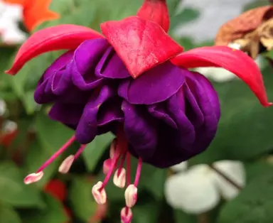 fuchsia-duke-of-wellington-