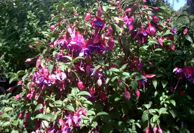 fuchsia-duke-of-wellington-1