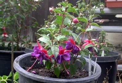 fuchsia-duke-of-wellington-2