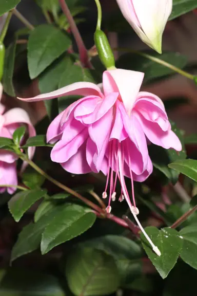 fuchsia-elsie-mitchell--1