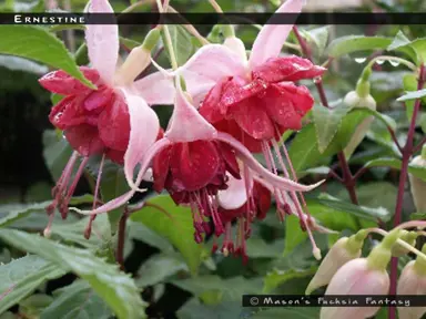 fuchsia-ernestine-