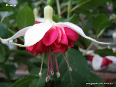 fuchsia-eusebia-