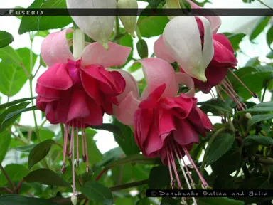 fuchsia-eusebia-1