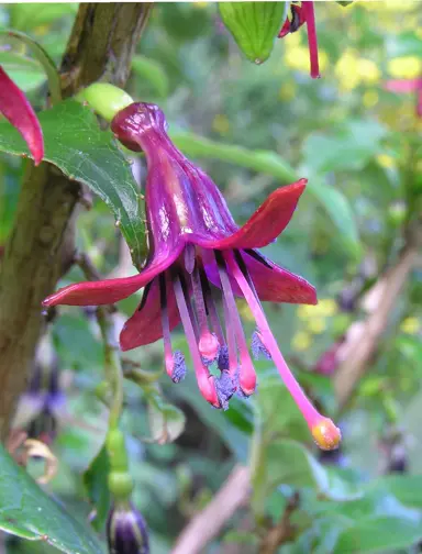 fuchsia-excorticata-3