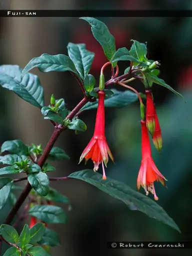 Fuchsia Fuji San plant with red flowers and dark green foliage.