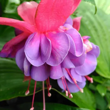 fuchsia-gillian-althea--1