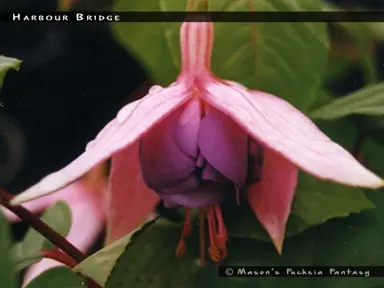 Fuchsia Harbour Bridge purple flower with pink sepals.