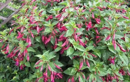 fuchsia-hot-coals-1