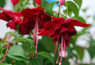 fuchsia-jomi-hemschoote-